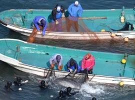 Japón está perpetrando otra orgía sangrienta con la matanza de más de 250 delfines
