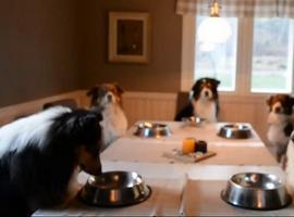 Familia de perros rezando antes de la comida