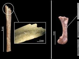Los neandertales asturianos comían gatu montés