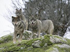 Ganaderos asturianos piden una \solución definitiva\ al problema del lobo