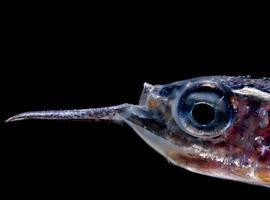 Descubren una biomasa de peces en el océano 10 veces mayor de lo que se creía