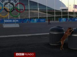 Así salvaron a los perros callejeros de Sochi