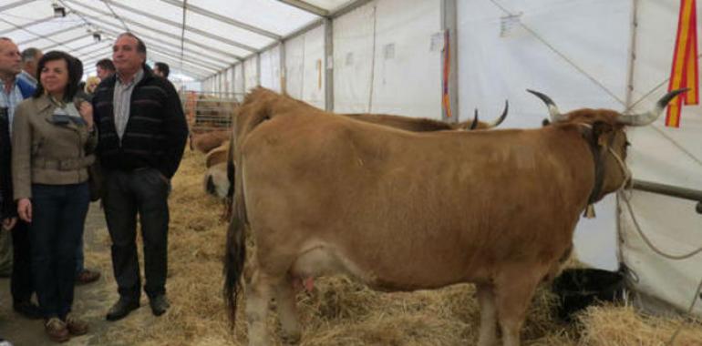 El Gobierno central perjudica a 7.000 ganaderos asturianos al rebajar los pagos directos de la PAC