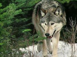 FORO pide a Agroganaderia que autorice controles de lobos ante los \"importantes daños\" en Amieva