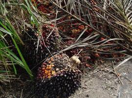 Neiker-Tecnalia investiga para obtener palmeras de aceite más productivas