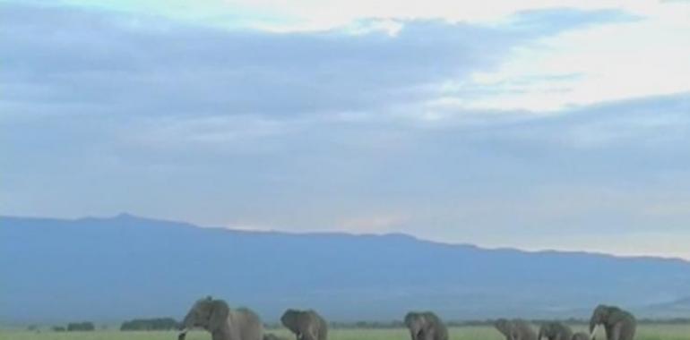 Los elefantes adivinan el sexo y la tribu de un humano por su voz