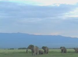 Los elefantes adivinan el sexo y la tribu de un humano por su voz