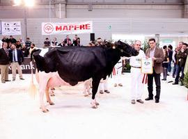 La vaca asturiana Badiola Goldwyn Megate I ET, Gran Campeona en Galicia