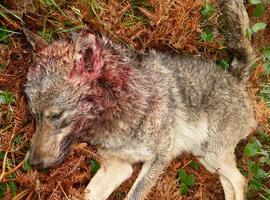 Los ecologistas asturianos abandonan el Consejo del Lobo como rechazo a su gestión