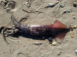 Aparece muerto un calamar de 6 kilogramos en Ribadesella