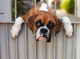Maltratadores de perros en España: muchos y con poca pena