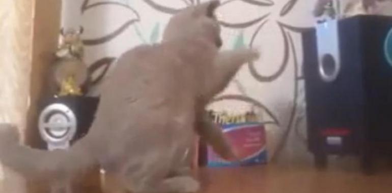 Un gato intenta atrapar el sonido de los bajos