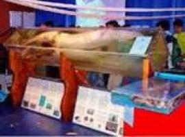 Las carencias presupuestarias impiden recuperar el museo del Calamar Gigante de Luarca