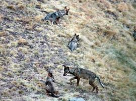 #Wolf&Bio:Encuentro sobre #ecoturismo y #lobos