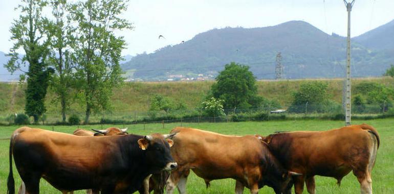 Las #vacas #asturianas recibirán un #sobre de 26 millones, asegura De Lorenzo