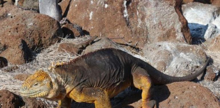La población de #iguanas terrestres en #Galápagos se mantiene estable  