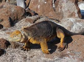 La población de #iguanas terrestres en #Galápagos se mantiene estable  