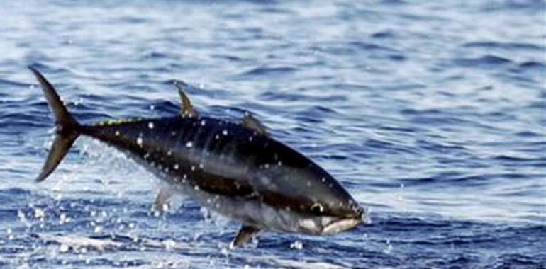 España denuncia a la UE la #pesca #ilegal de #atún ##rojo por barcos de #Gibraltar