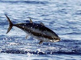 España denuncia a la UE la #pesca #ilegal de #atún ##rojo por barcos de #Gibraltar
