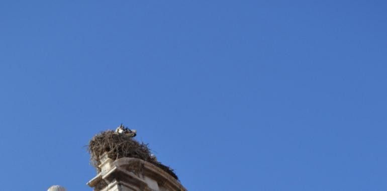 111 parejas reproductoras de cigüeña blanca avecinan en Alcalá de Henares