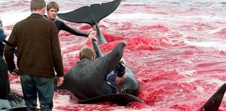 #Criminal: #Islandia prosigue la #masacre de #ballenas, pese a la condena internacional