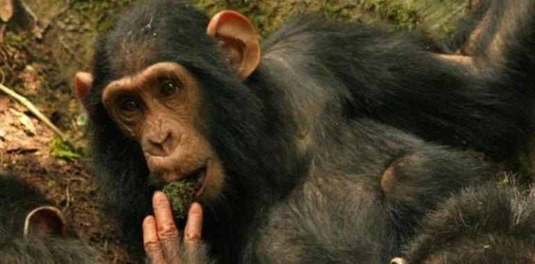 Los chimpancés Sonso se enseñan unos a otros a usar herramientas