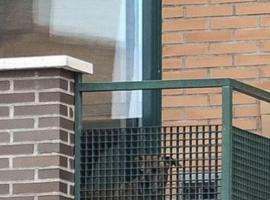 #DEPExcalibur, el perro de la enferma española de ébola  