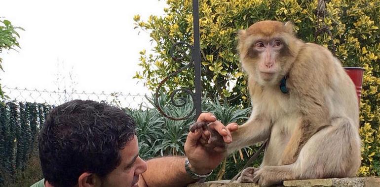 El Zoo de Oviedo rehabilita a un primate, Dunny, al que habían humanizado
