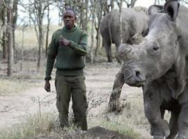 El rinoceronte blanco está más cerca de la extinción tras morir el último de sus dos machos