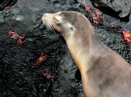 Milagros en Islas Galápagos: nacimiento de lobos marinos (VIDEO)
