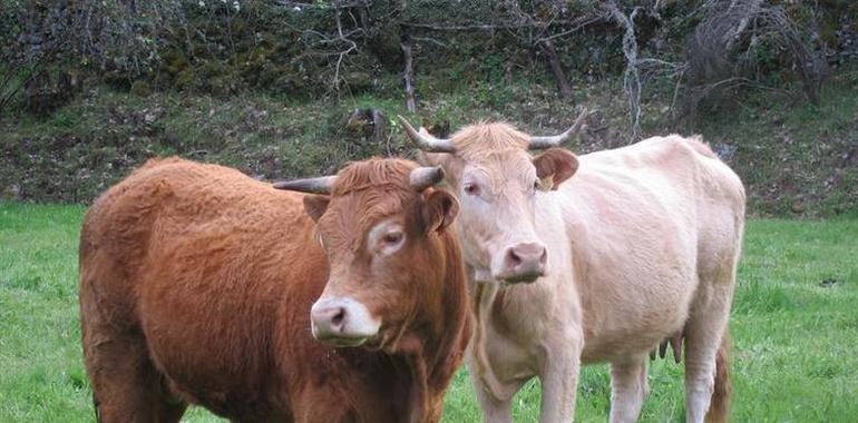 COAG Asturias advierte de la desaparición de la producción de leche ante la insostenible situación