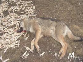 La asociación Lobo Marley denuncia la negativa de Castilla y León a entregarles los derechos sobre 2 lobos