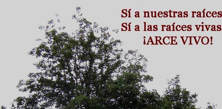 Comisión municipal busca salvar de la tala el #arce #centenario de #Rozadas
