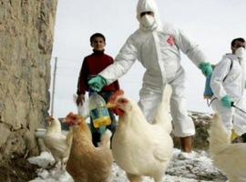 Nuevo brote de gripe aviar llegó a Europa y amenaza el sector avícola