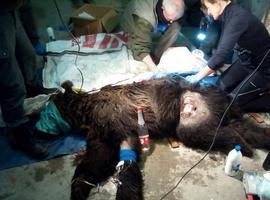 #Fapas y Lobo Marley piden participar en la necropsia del oso muerto en Palencia