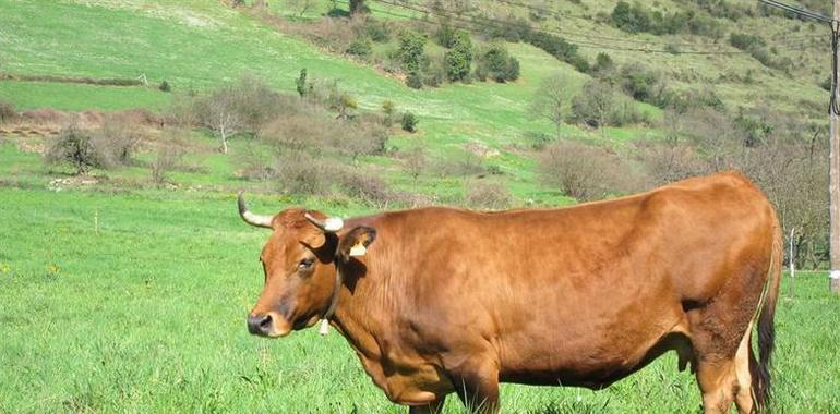 34,5 millones en ayudas de la PAC para las explotaciones agrarias asturianas