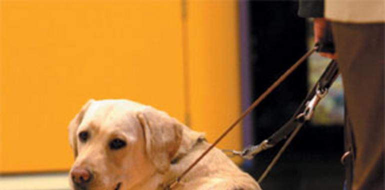 Los #perros #guía de #discapacitados entrarán en transportes, comercios u hospitales de Madrid