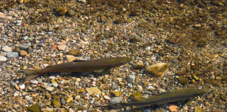 Los ríos salmoneros pierden caudal en Asturias 