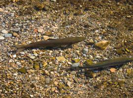 Los ríos salmoneros pierden caudal en Asturias 
