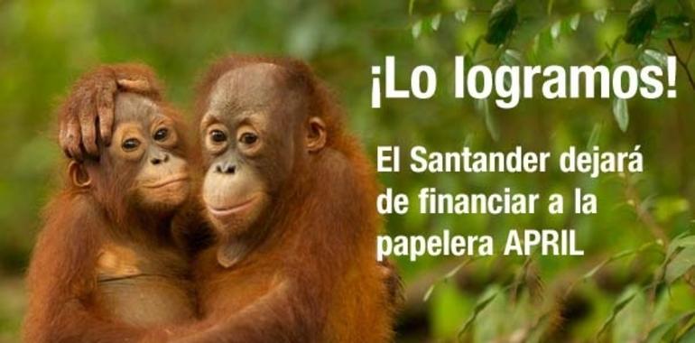 #Greenpeace. El banco Santander no financiará la destrucción de los bosques de Indonesia