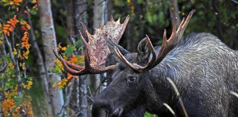 Alaska, la naturaleza más salvaje