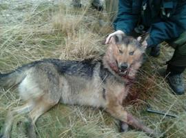Ecologistas denunciarán a los cazadores que maten lobos en Asturias, "una ilegalidad"