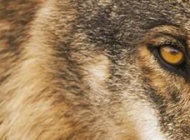 EQUO Asturias presenta denuncia por la muerte a tiros de un lobo en Lena