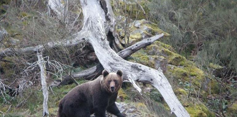 Expertos debatirán en Cangas del Narcea el futuro del oso asturiano