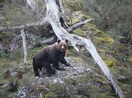 Expertos debatirán en Cangas del Narcea el futuro del oso asturiano