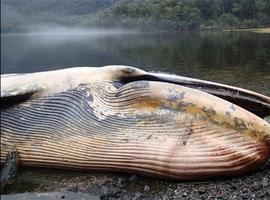 Varamiento masivo y muerte de ballenas en el Golfo de Penas 
