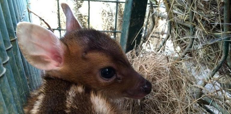 Nace un Bambi en el Zoo de Oviedo