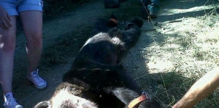 Hoy comienza el juicio contra el guarda y el cazador acusados de cazar un oso pardo en Cangas del Narcea