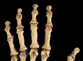 ¿Por qué los neandertales utilizaban los dientes como tercera mano 