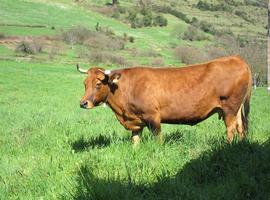 COAG-Asturias pide ayudas urgentes para los ganaderos de leche